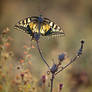 Backlight Papilio