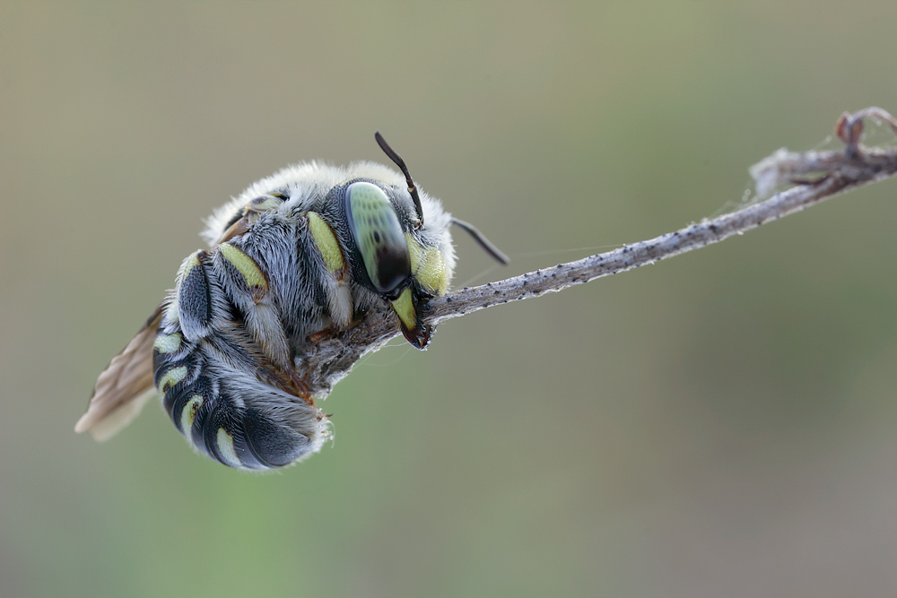 Solitary bee