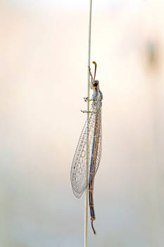 Antlion