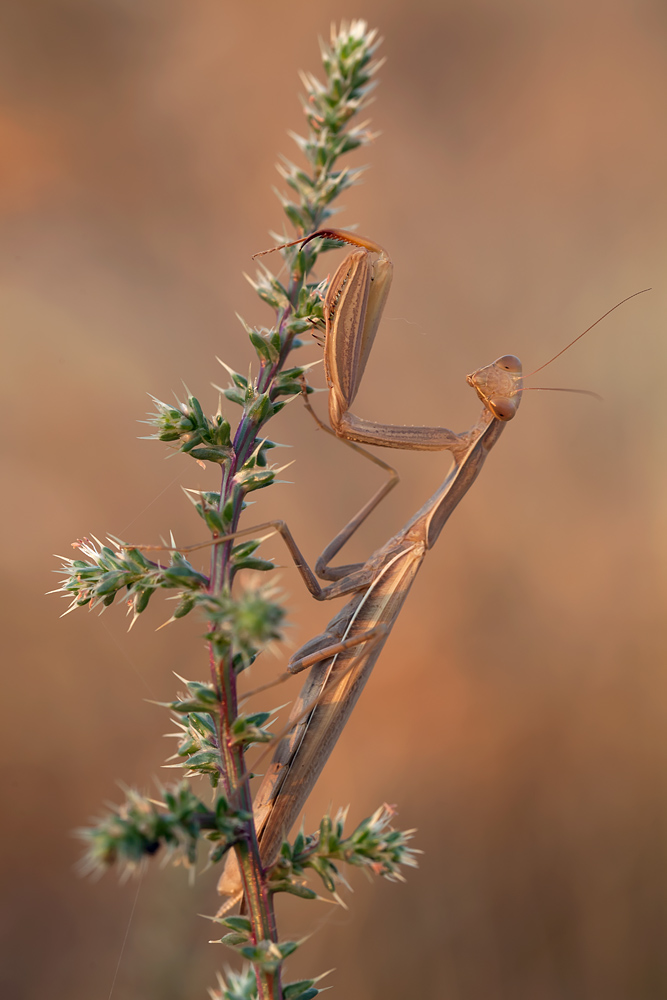 Golden mantis