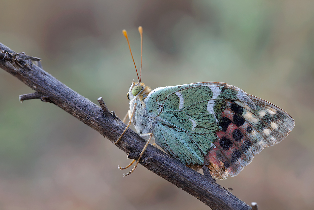 Argynnis pandora