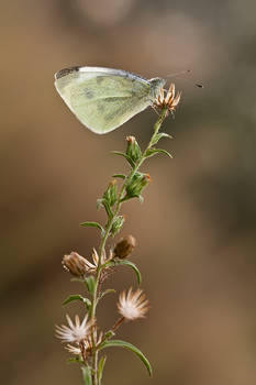 Pieris brasicae