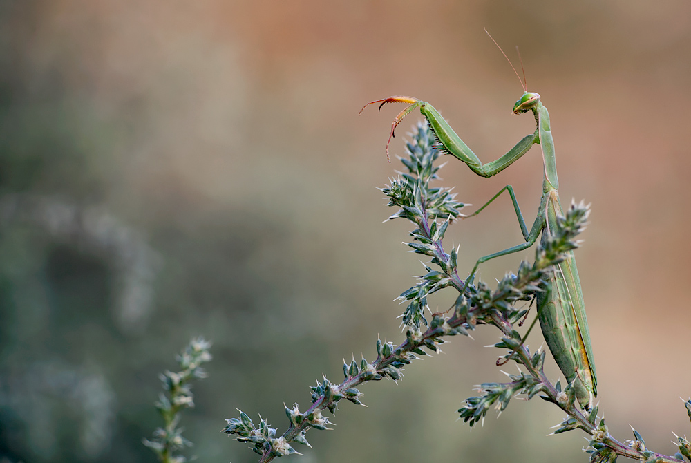 Mantis religiosa