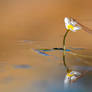Delicate reflection