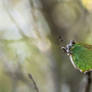 Calophrys rubi