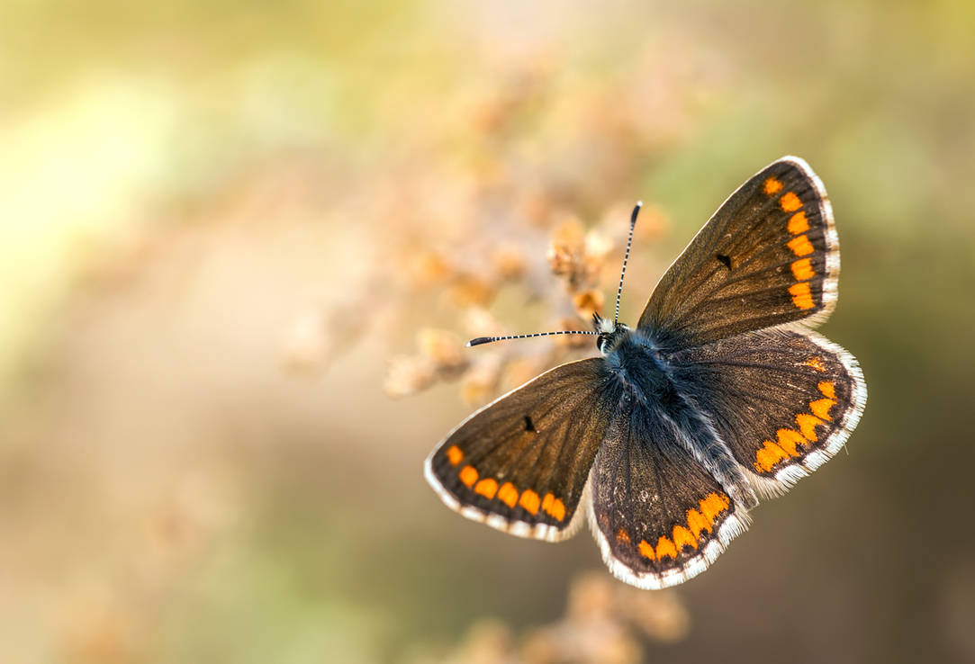 Aricia cramera by buleria