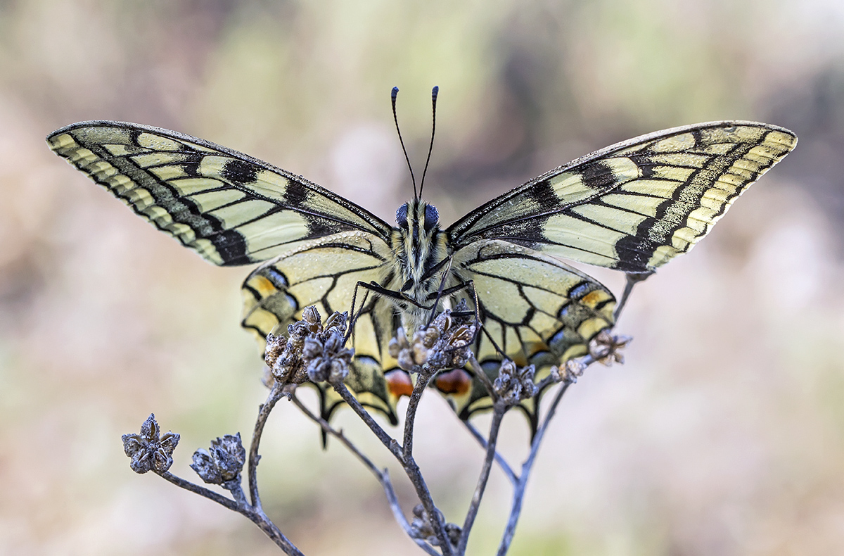 Papilio machaon