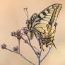 Papilio machaon II