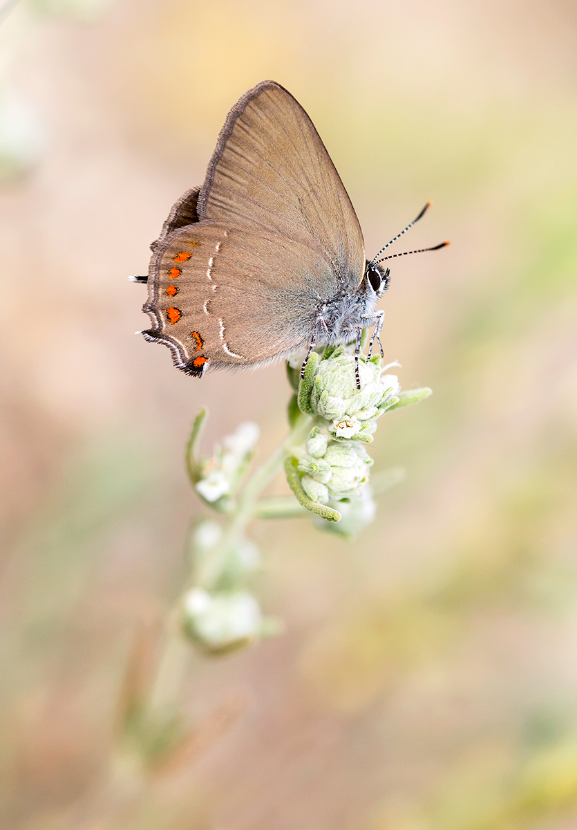 Satyrium esculi