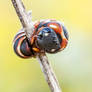 Chrysididae sp.