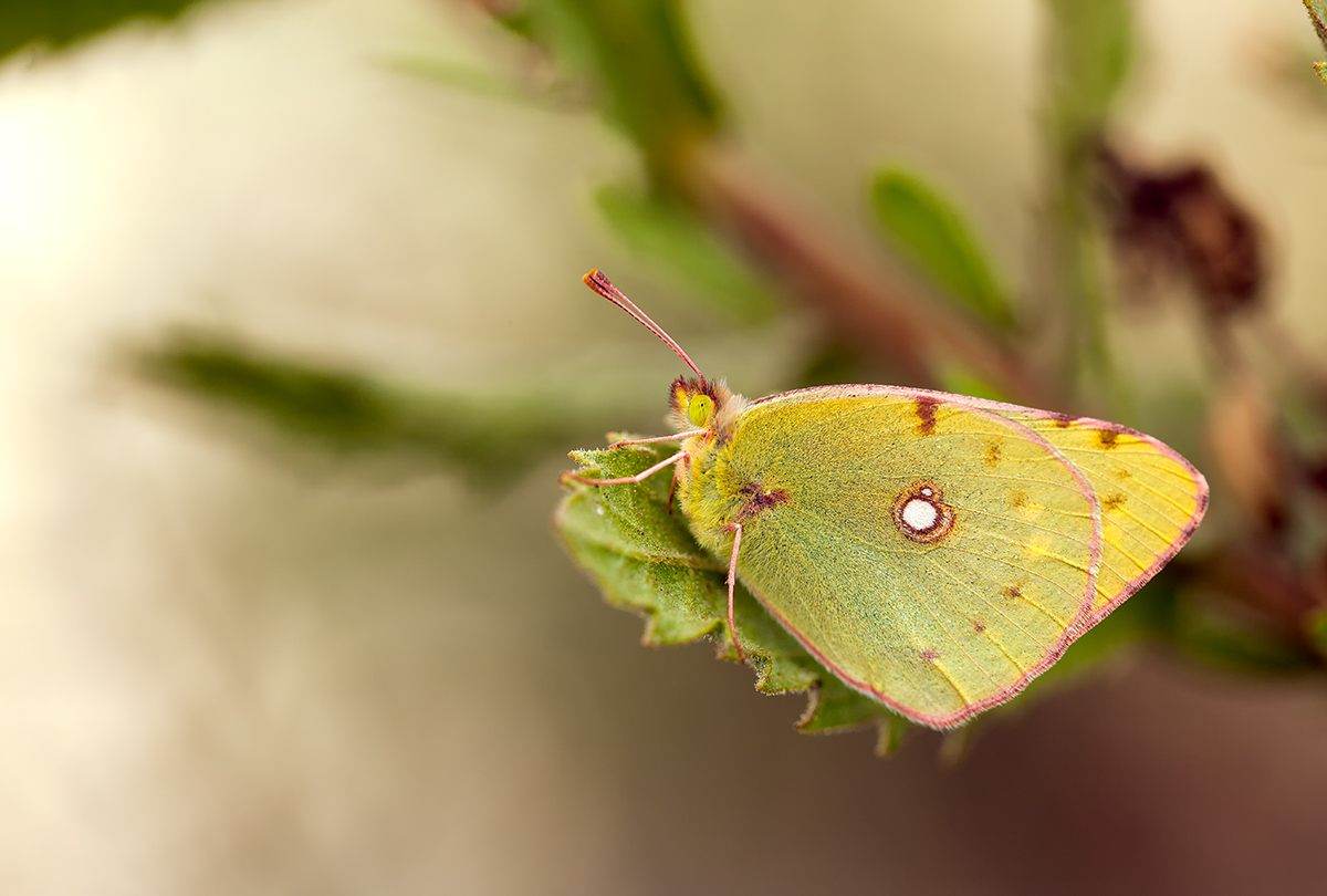 Colias crocea