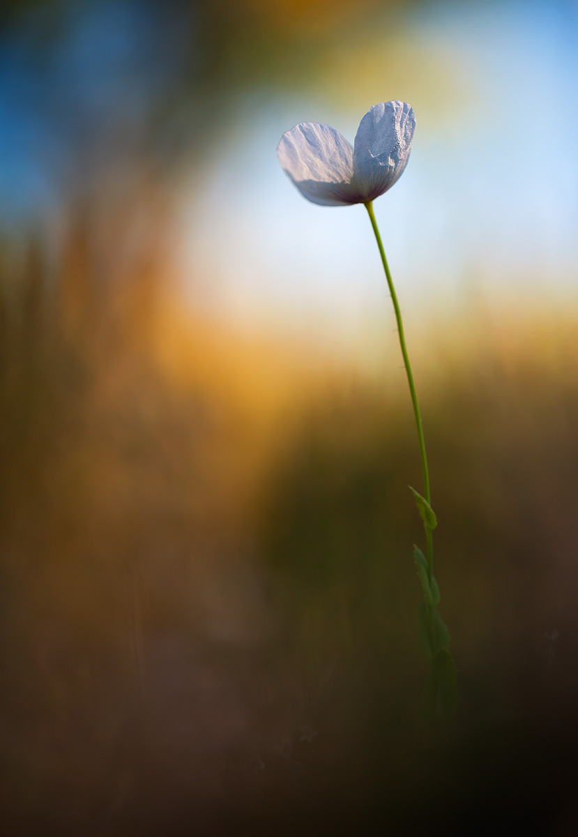 White poppy