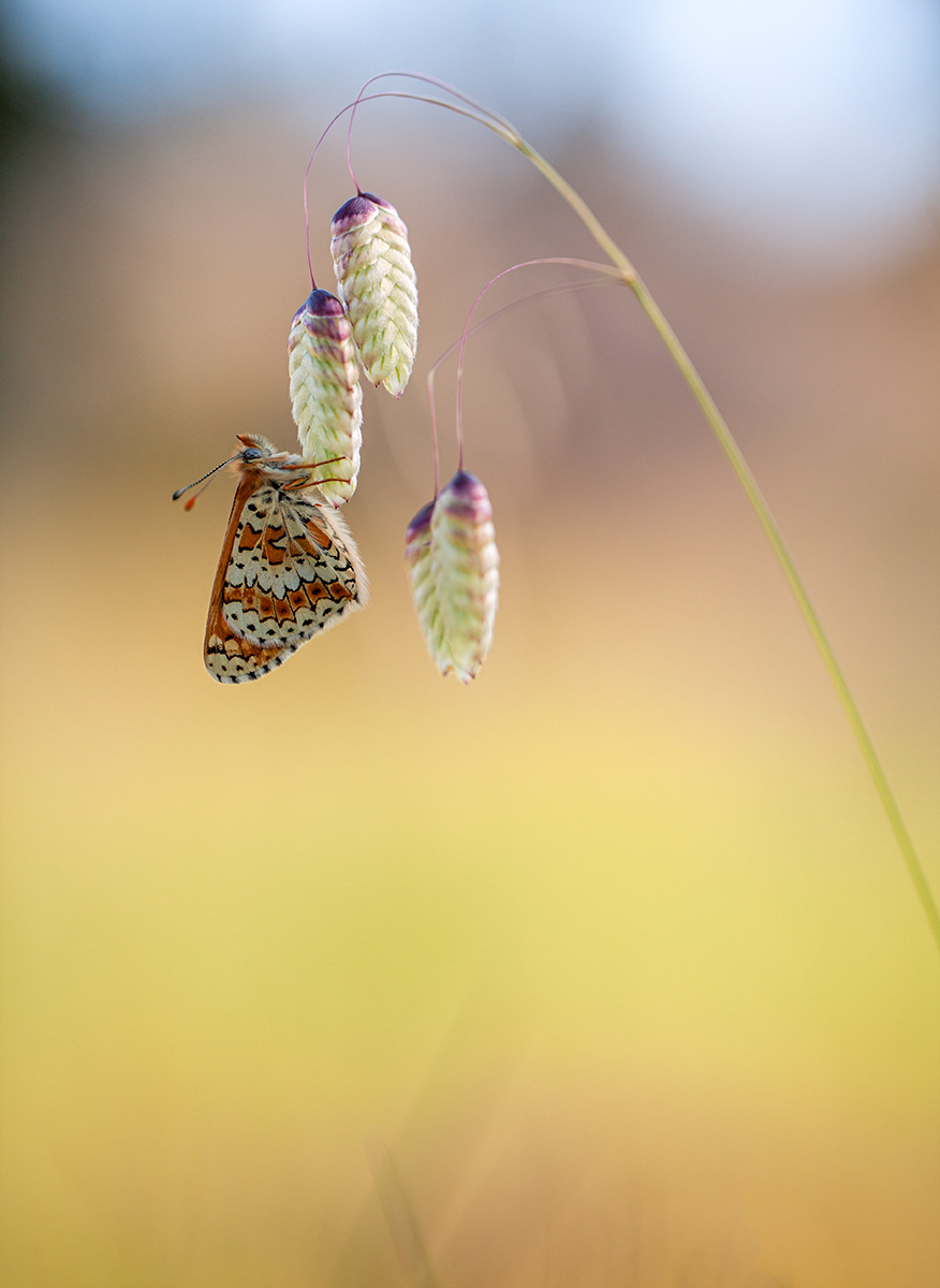 Melitaea cinxia