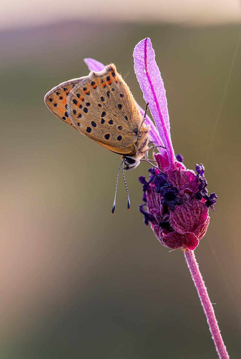 Lycaena alciphron