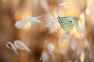 Pieris brasicae