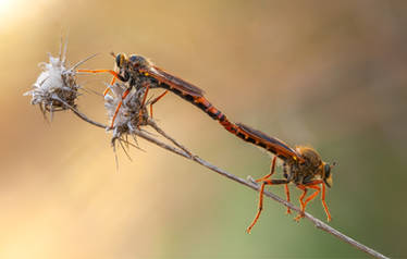 Robberflies love