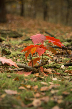 Emsland Forest small tree