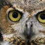 Great Horned Owl