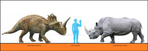 Centrosaurus apertus and Ceratotherium simum