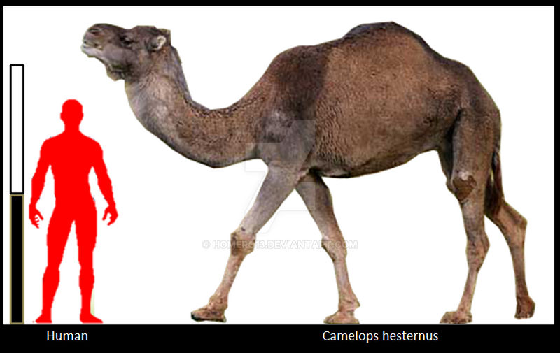 Camelops hesternus by Homero13 on DeviantArt