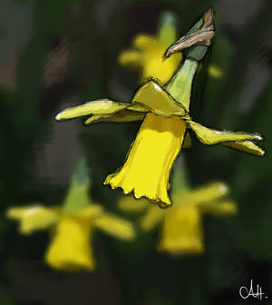 Rough Daffodil