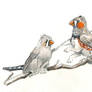 Zebra  Finch Gryphons