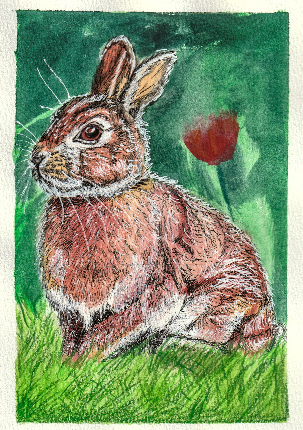 Rabbit by SandraThurmsChannel on DeviantArt