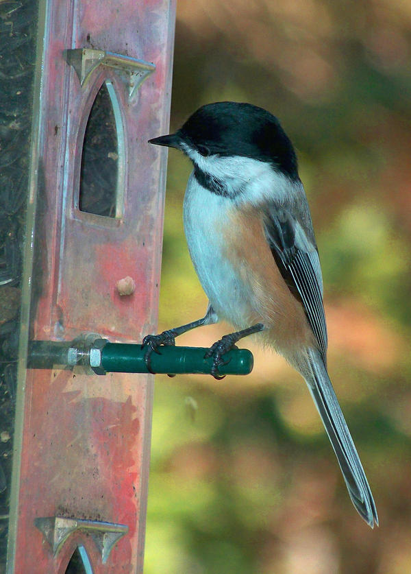 Chickadee dee dee