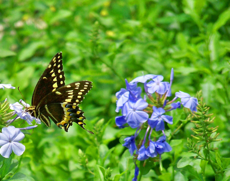 Eastern Black Swallowtail 4