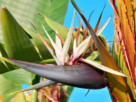 Bird of Paradise 2