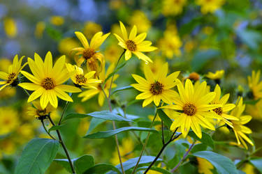 There is a flower. Within my heart, Daisy, Daisy!