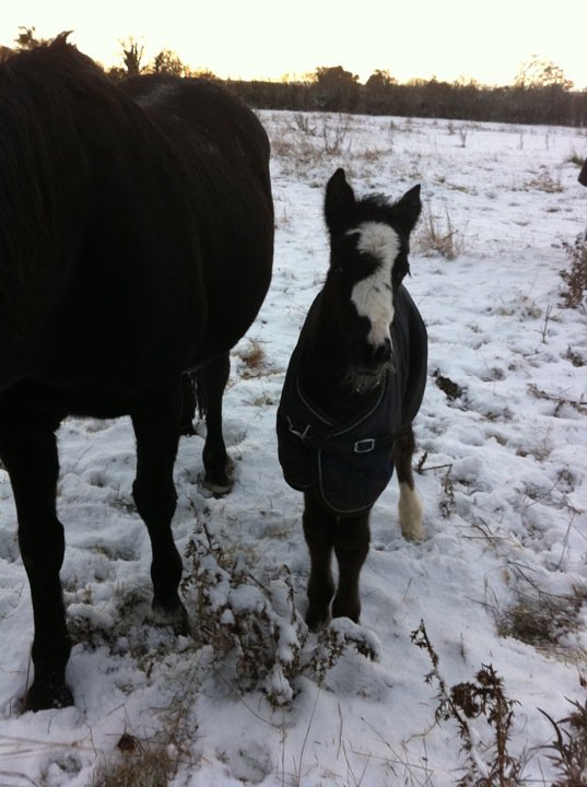 Blossom and Rosie in the field