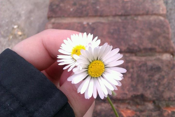 Daisies