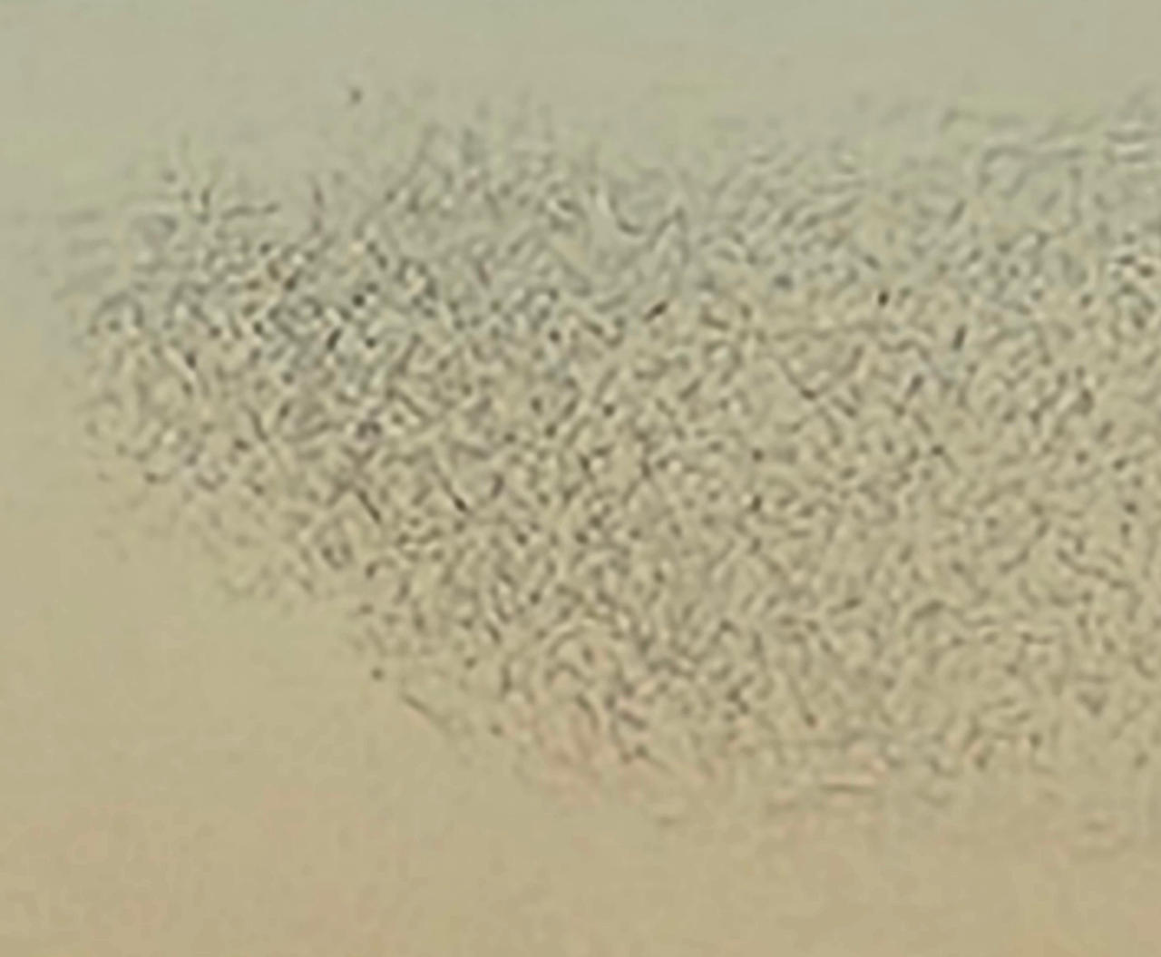 Distant Flock of Birds Flying by GilgieBranDVisigoth on DeviantArt