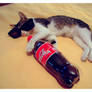 cat'n coke