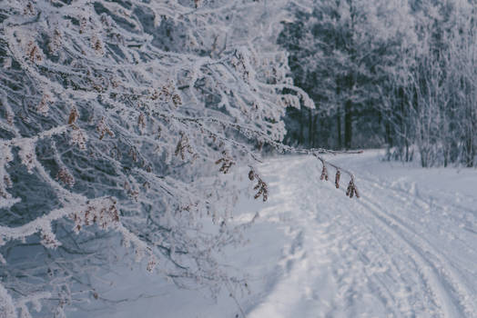 Fluffy Fluffy Winter