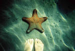 Hello Patrick by lomocotion