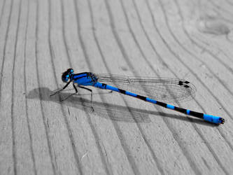 dragon fly