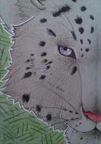 ACEO - Snow Leopard