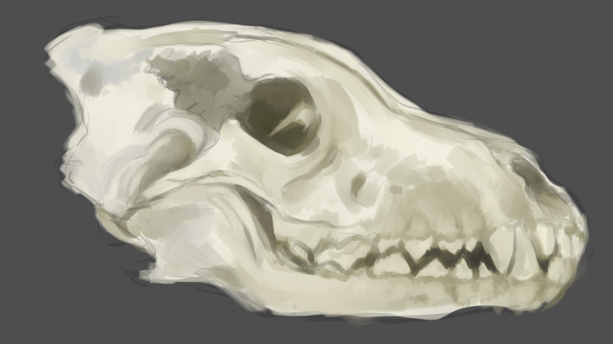 Skull Study