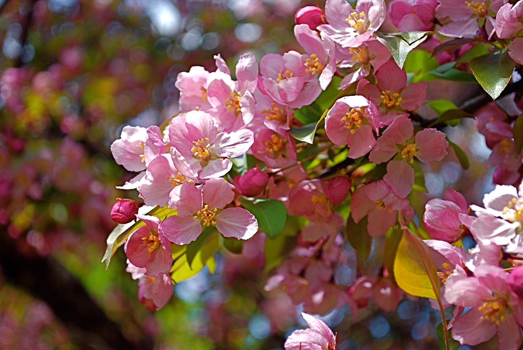 Photographic watercolor flowers