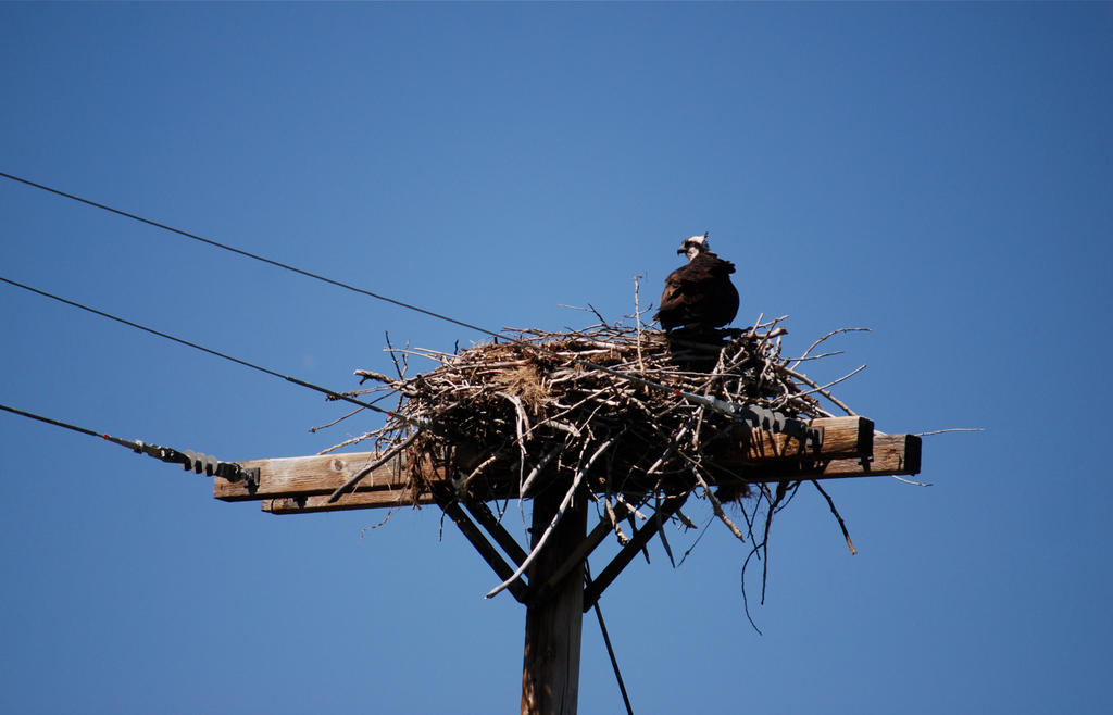 Vulture in a nest