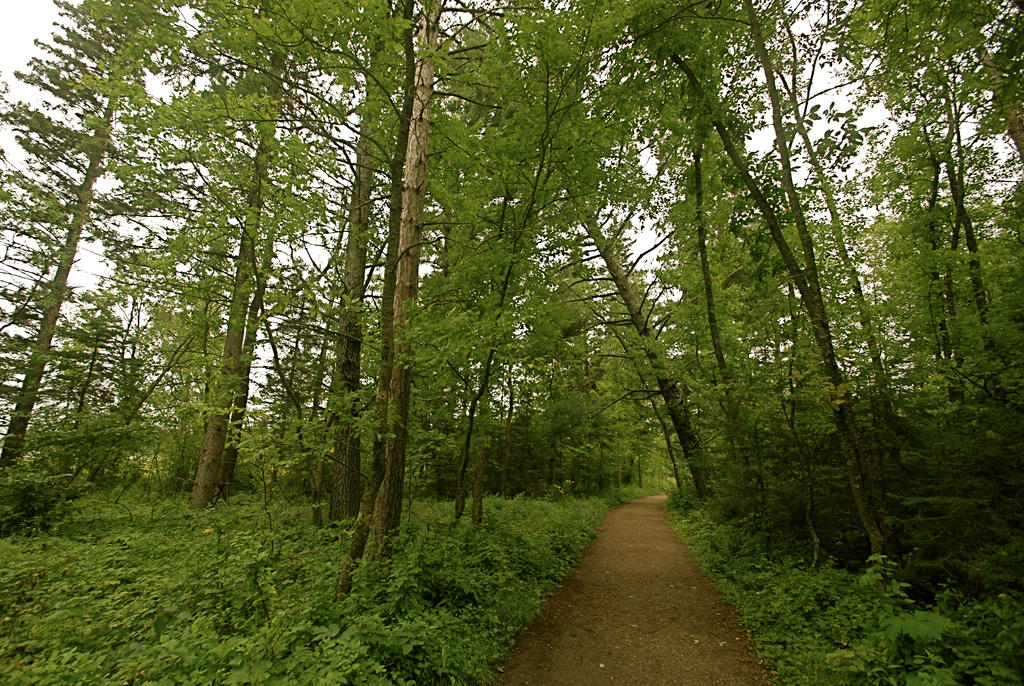 Afternoon In The Woods