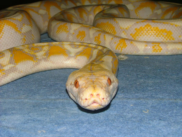 Lavender Albino Retic by RedMoonReptiles on DeviantArt