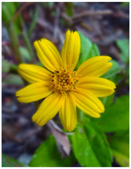 Yellow Flower