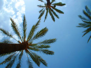 the three palm trees