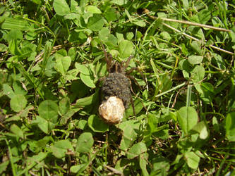 Wolf spider with babies