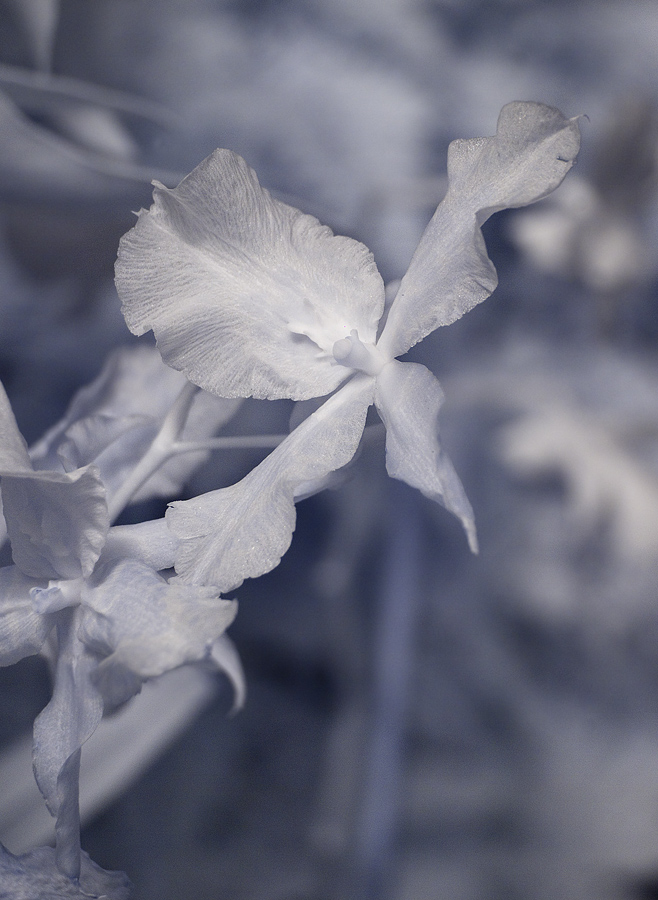 ir orchids