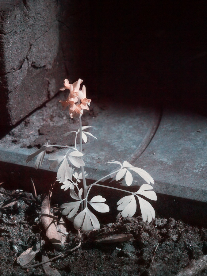 Corydalis sp. ir