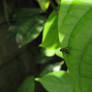 Fly looking down below